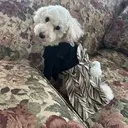 セプトアカデミー まりあのプロフィール画像