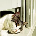 Crescent Eye 水落のプロフィール画像