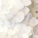 WHITE EYE- YUNAのプロフィール画像