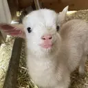 lalaroom .のプロフィール画像