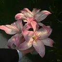 fein. ruka 🪷˚✧₊のプロフィール画像