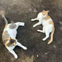 モウ あきこのプロフィール画像