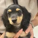 Sara Moyuのプロフィール画像