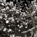 Angelica Michelleのプロフィール画像