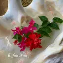 Kafuu Nailのプロフィール画像