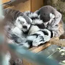 小山 玲緒のプロフィール画像