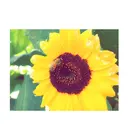 eyelist SUZUのプロフィール画像