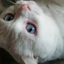 Purasia. Yamasakiのプロフィール画像