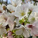 Shiro KAORIのプロフィール画像