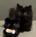 Shiono Hinataのプロフィール画像