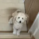 sopocalon スギシマのプロフィール画像