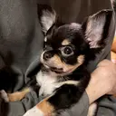 Lufca Taiseiのプロフィール画像