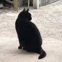 インナーカラー🦊 makino.のプロフィール画像