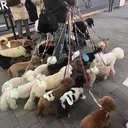 赤み消しカラー/ オリーブ/トモキのプロフィール画像