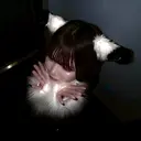 pupe みりゅうのプロフィール画像