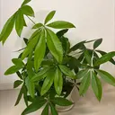 花部 美穂のプロフィール画像