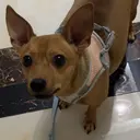 馬 モモのプロフィール画像