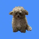 深澤 月琉のプロフィール画像