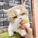 藤原 花凜のプロフィール画像