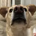 Sara Karenのプロフィール画像