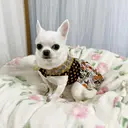 mist Shinobuのプロフィール画像