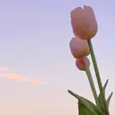 フェイシャルエステ POLA/R-isaのプロフィール画像