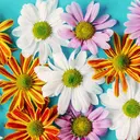 福田 幸恵のプロフィール画像