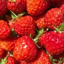 arvoフレスポ赤道 小柳のプロフィール画像