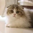 HOORAY. フーレイのプロフィール画像