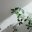 arisa 🌱のプロフィール画像