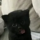 佐藤 大翔のプロフィール画像