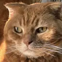 Purasia高橋✧ マグ/地雷/Y2Kのプロフィール画像