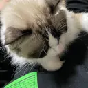 サラバイ ニコットのプロフィール画像