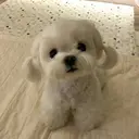 Ayuri 🍀のプロフィール画像