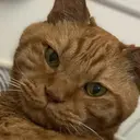 AlohaKapi Kazueのプロフィール画像