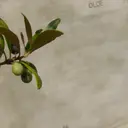 ヨコイチ ノゾミのプロフィール画像