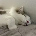 山崎/ボブ縮毛矯正 レイヤー髪質改善のプロフィール画像