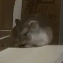 Blanc/ フウユのプロフィール画像