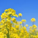 aromaoil AYANAのプロフィール画像