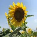 本田 静莉奈のプロフィール画像