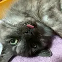 舞原 果蓮のプロフィール画像