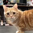 工藤 江里加のプロフィール画像