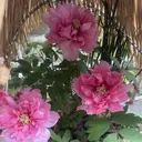 陳 セイのプロフィール画像