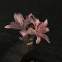 トミオカ ノアのプロフィール画像