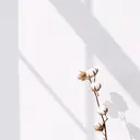 MAXKELLY natsumiのプロフィール画像