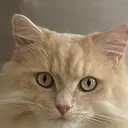 . LISAのプロフィール画像