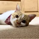 MAXKELLY Tadaのプロフィール画像