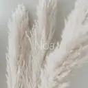 ノア chikaのプロフィール画像