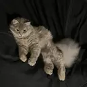 荒瀬 花音のプロフィール画像