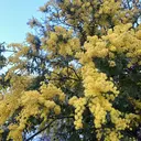 秋山 香穂のプロフィール画像